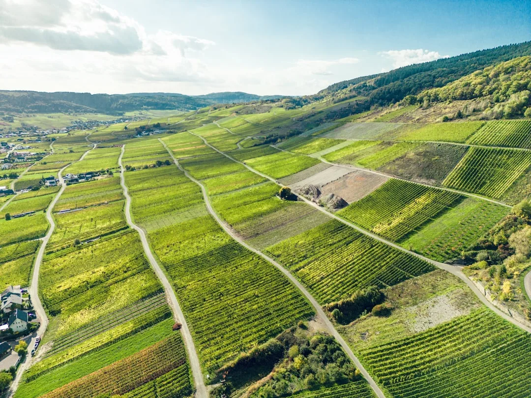 Aerial view of rolling European vineyards with vine rows on a sunny day