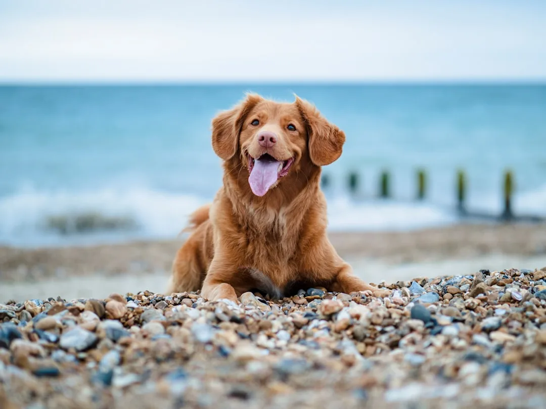 Happy golden retriever lying on a pebble beach with the ocean in the background